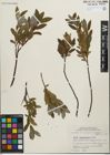 Foto von Salix pedicellaris Pursh